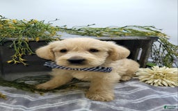 West Highland Terrier dogs for sale: Jude - Image 5