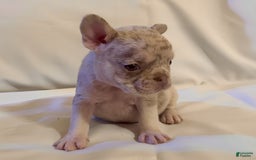 French Bulldog dogs for sale: Brooklyn - Image 4