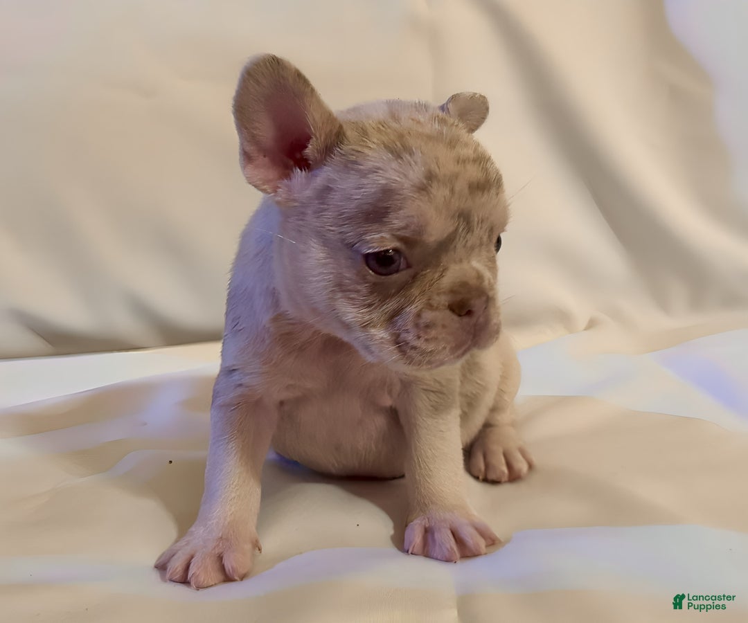 French Bulldog dogs for sale: Brooklyn - Image 4