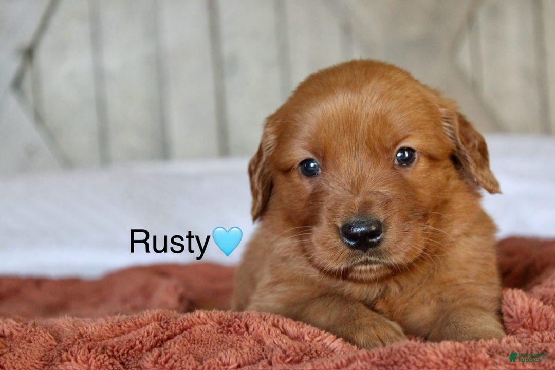 Golden Retriever dogs for sale: Rusty - Image 9