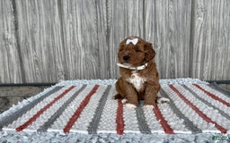 Mini Goldendoodle dogs for sale: Destiny - Image 6