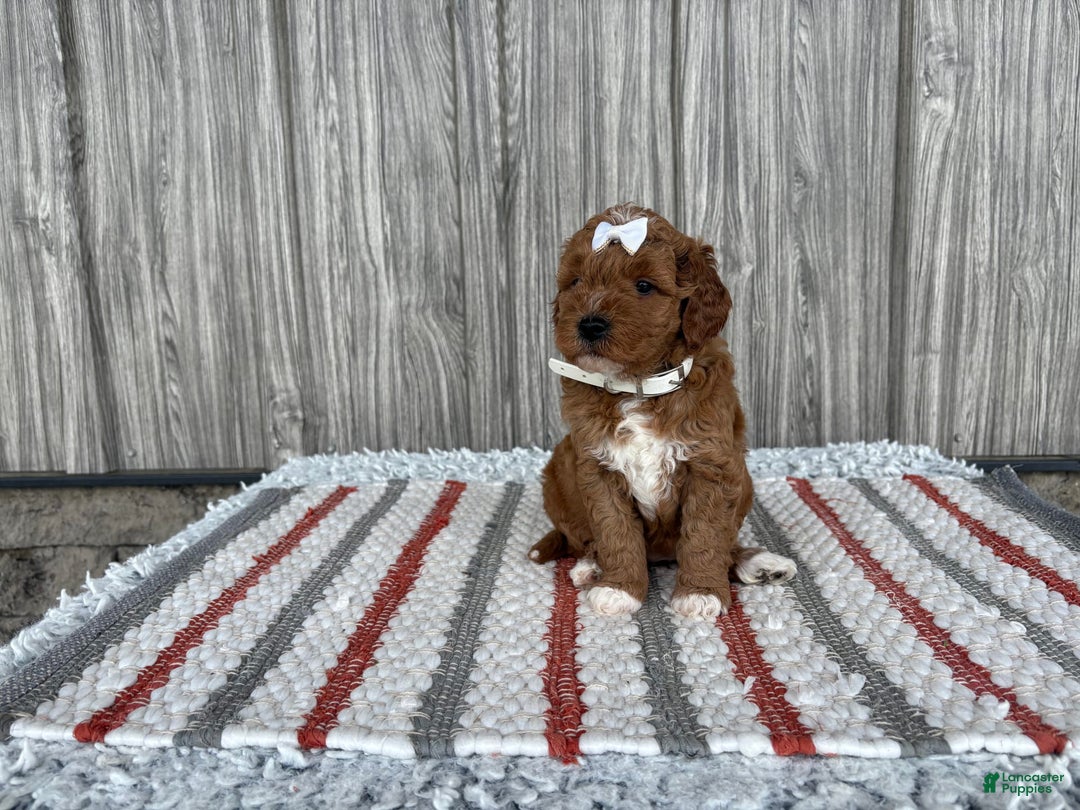 Mini Goldendoodle dogs for sale: Destiny - Image 6