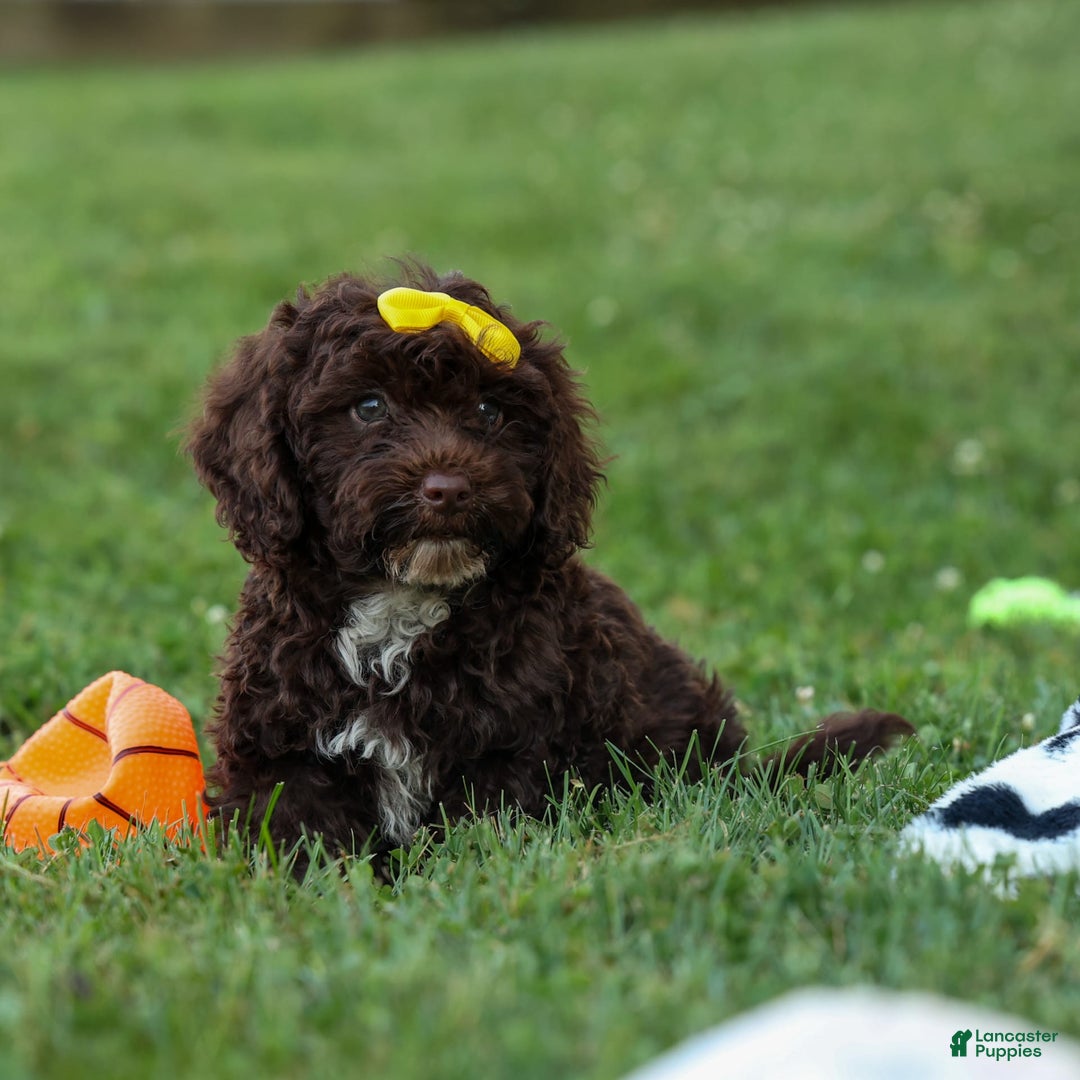 Cockapoo dogs for sale: Bess - Image 19