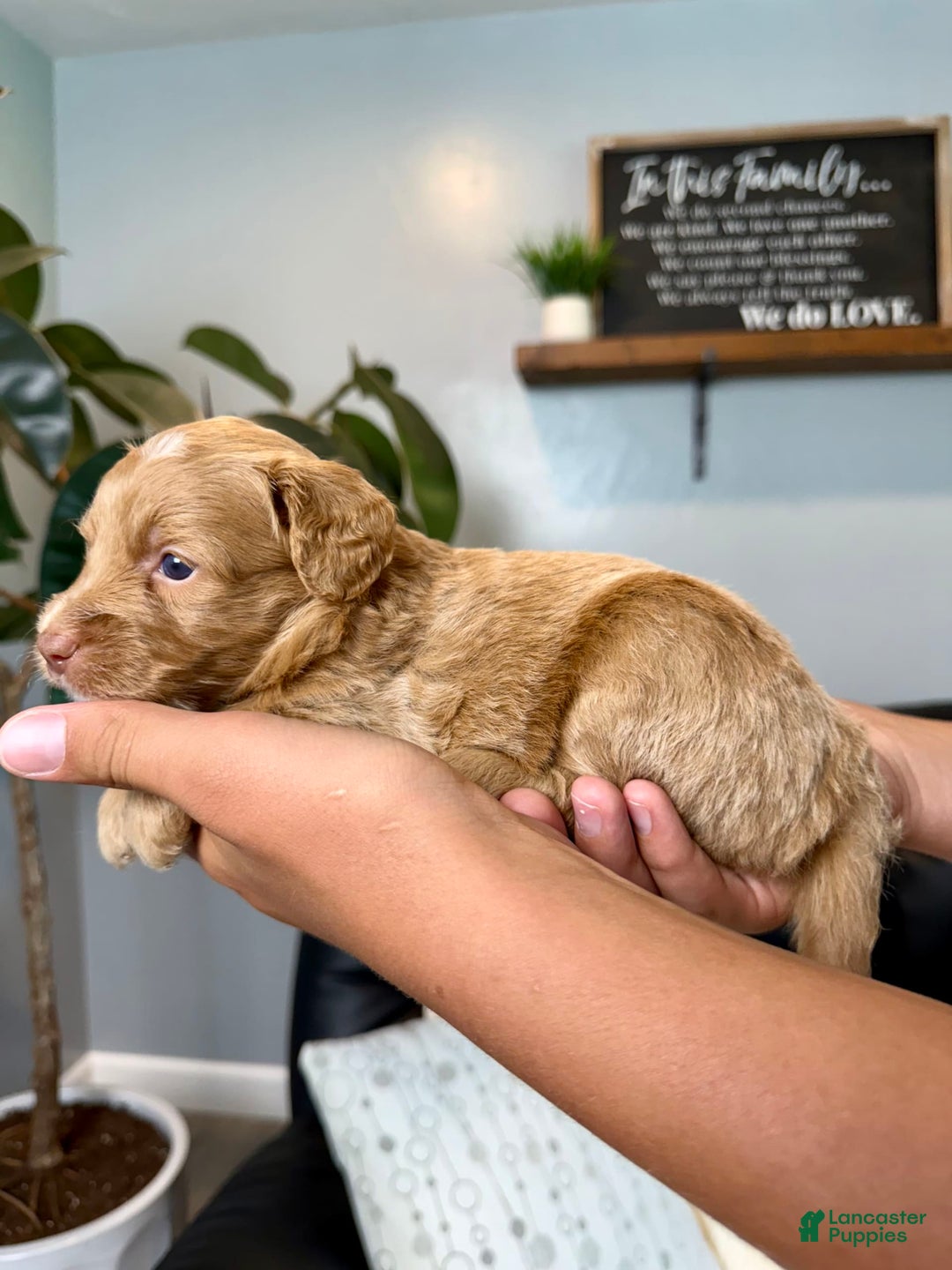 Mini Goldendoodle dogs for sale: Cody - Image 4