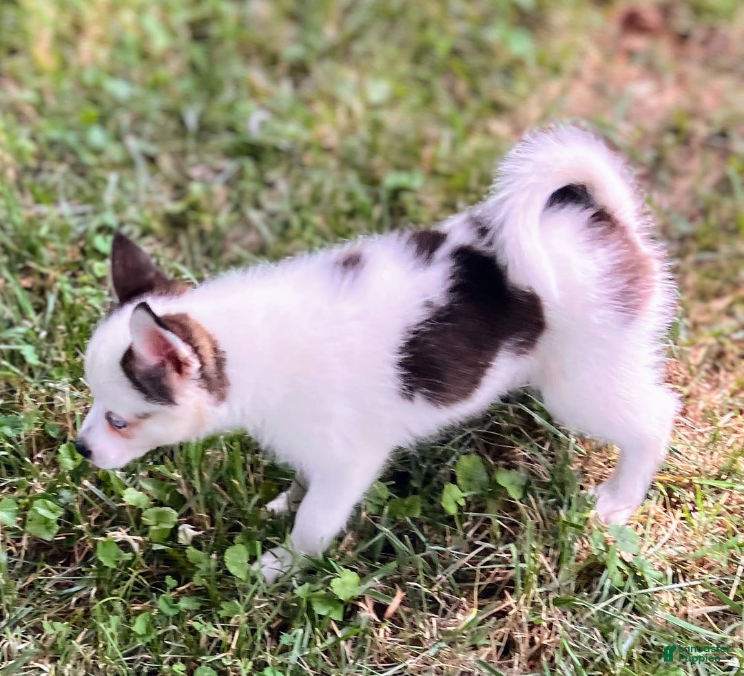 Pomsky dogs for sale: Baby Blue Eyes - Image 3
