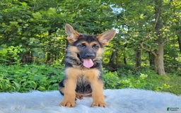 German Shepherd dogs for sale: Ulania - Image 2