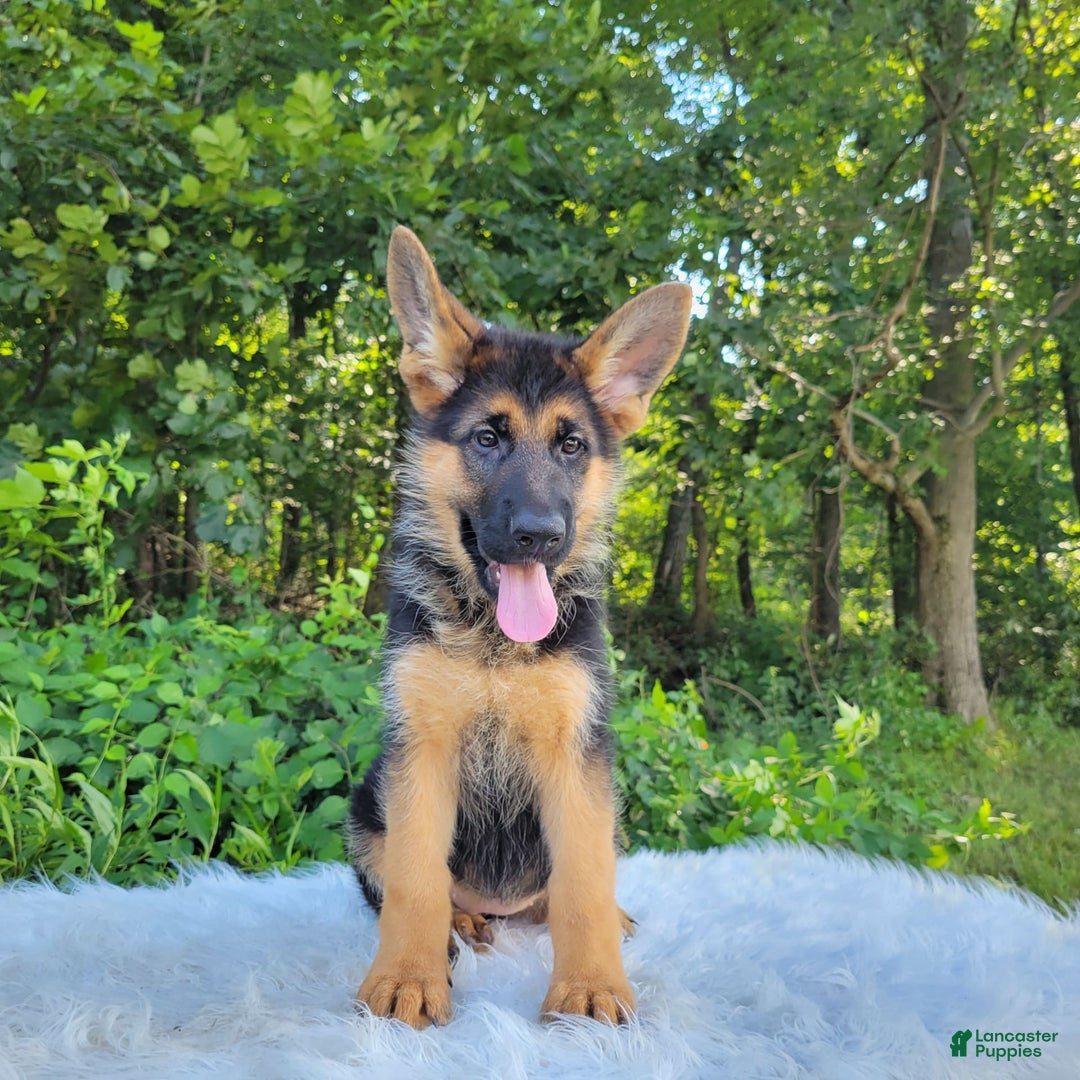 German Shepherd dogs for sale: Ulania - Image 2