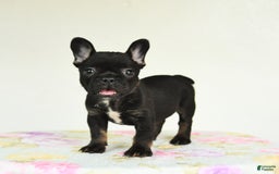 French Bulldog dogs for sale: Harper - Image 3
