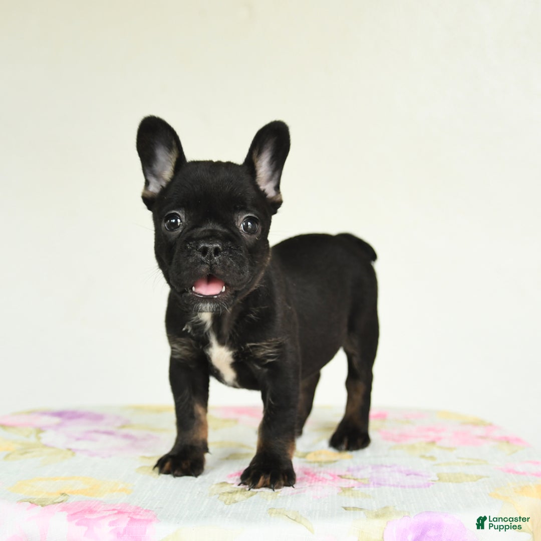 French Bulldog dogs for sale: Harper - Image 3