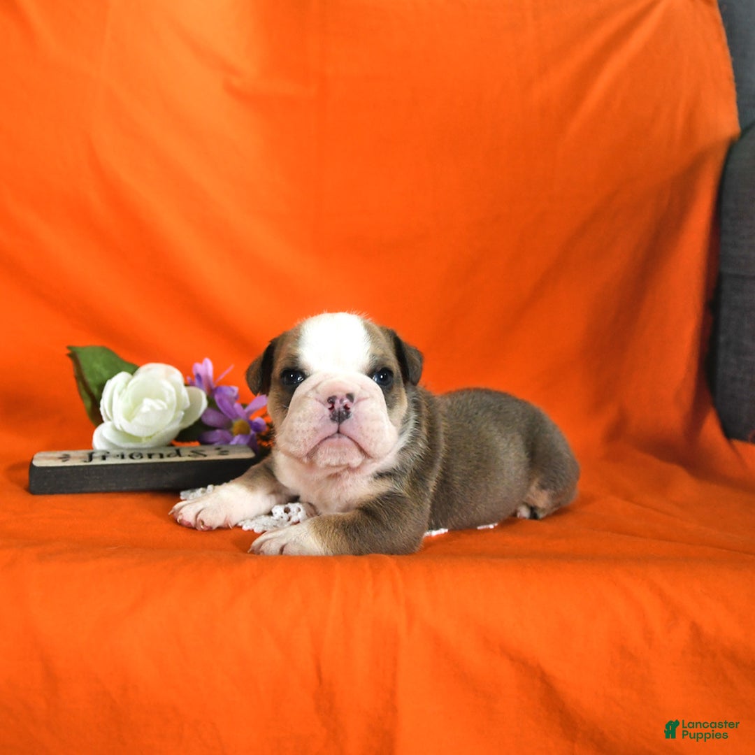 English Bulldog dogs for sale: Keith - Image 1