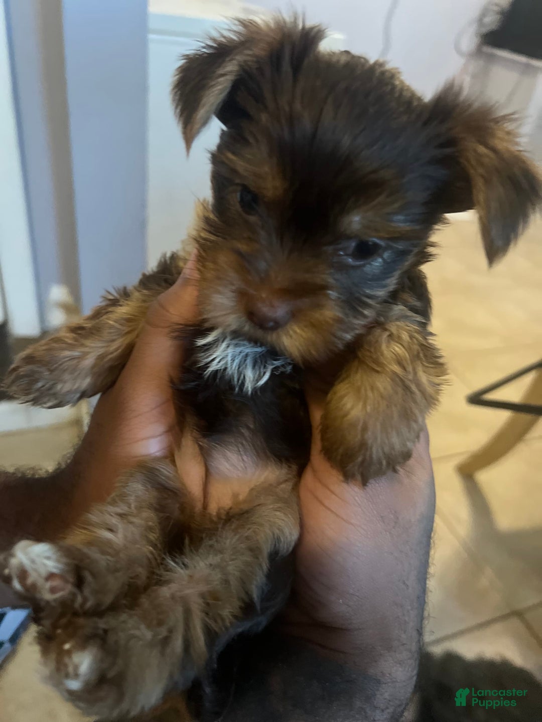 Yorkshire Terrier dogs for sale: Ella - Image 4