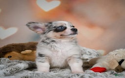 Chihuahua dogs for sale: Winston - Image 8