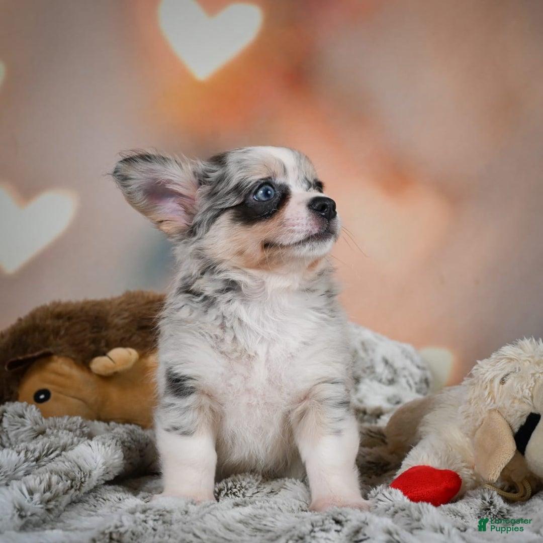 Chihuahua dogs for sale: Winston - Image 8