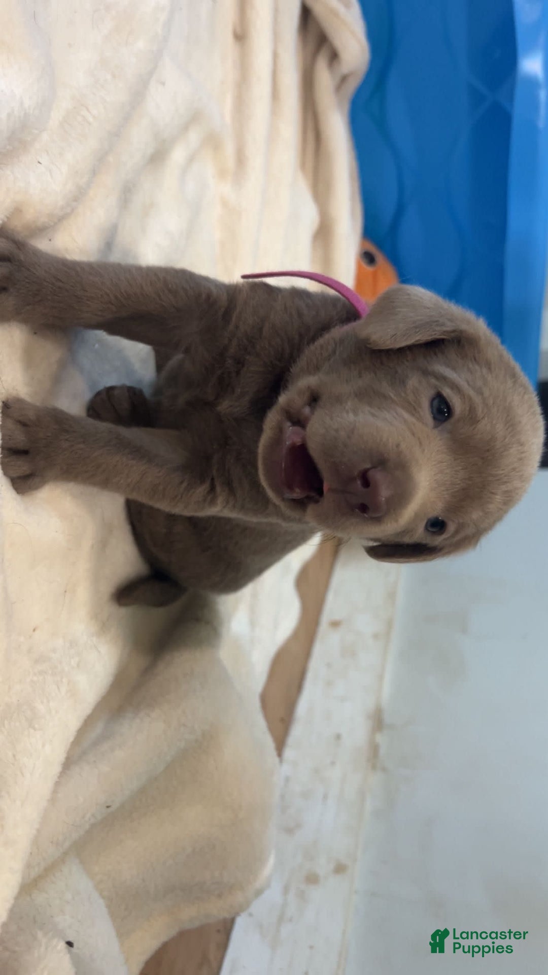 Labrador Retriever dogs for sale: Mingo - Image 1