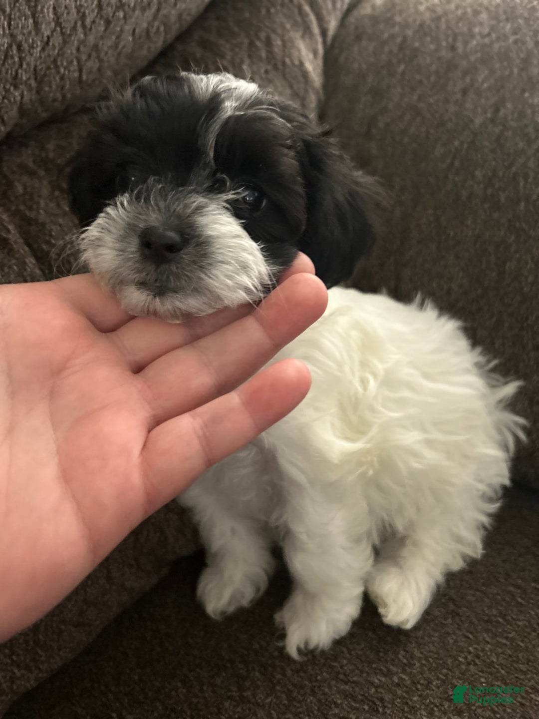 Teddy Bear dogs for sale: Princess - Image 7