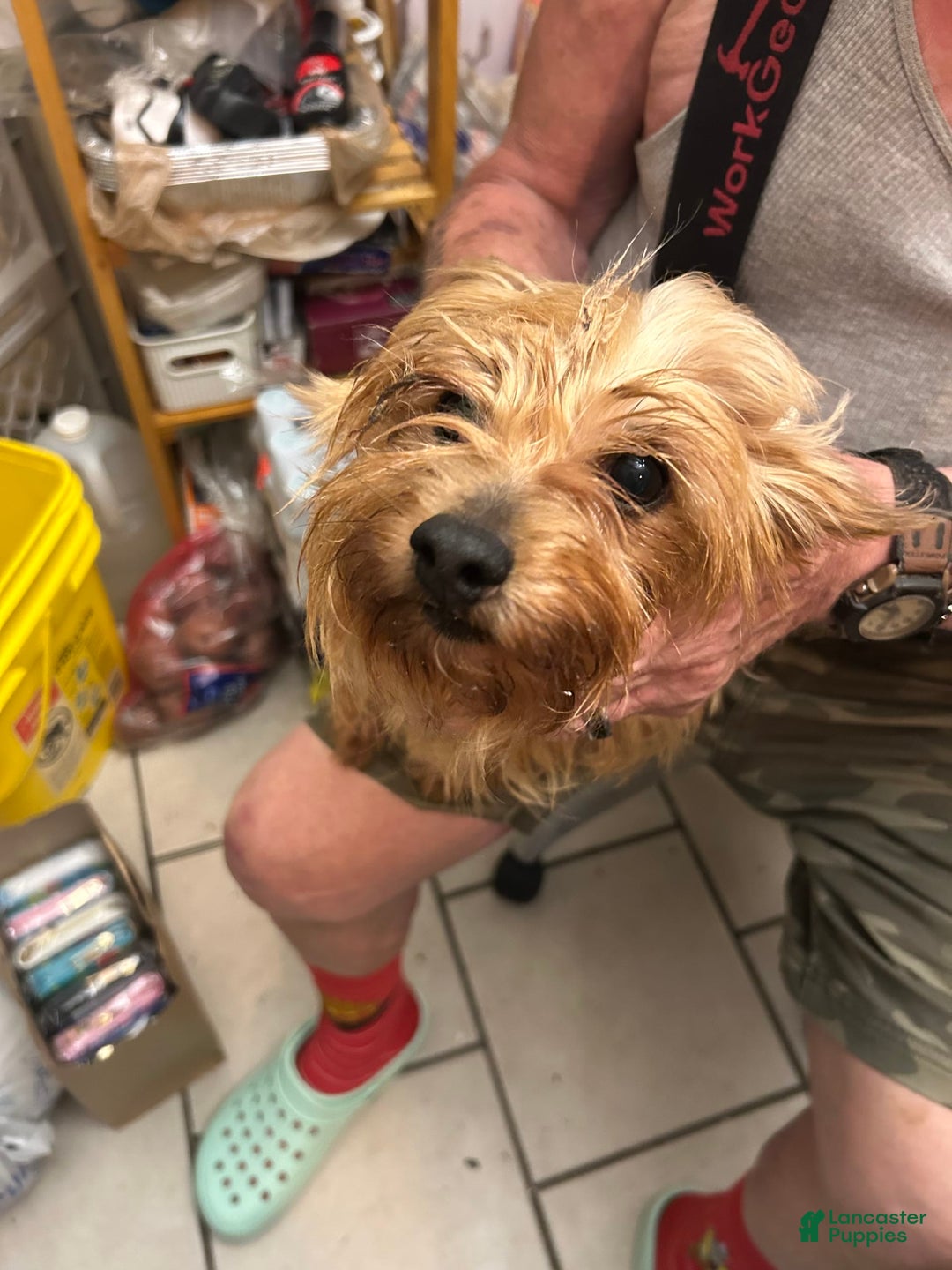 Chihuahua dogs for sale: Chorkie - Image 2