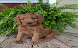 Goldendoodle dogs for sale: Ben - Image 38