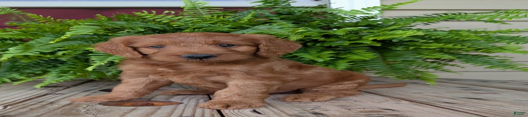 Ben
