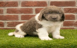 Newfoundland dogs for sale: Angel - Image 1
