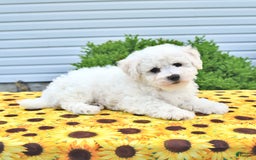 Bichon Frise dogs for sale: Vester - Image 1