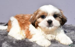 Shih Tzu dogs for sale: Udaysah - Image 1