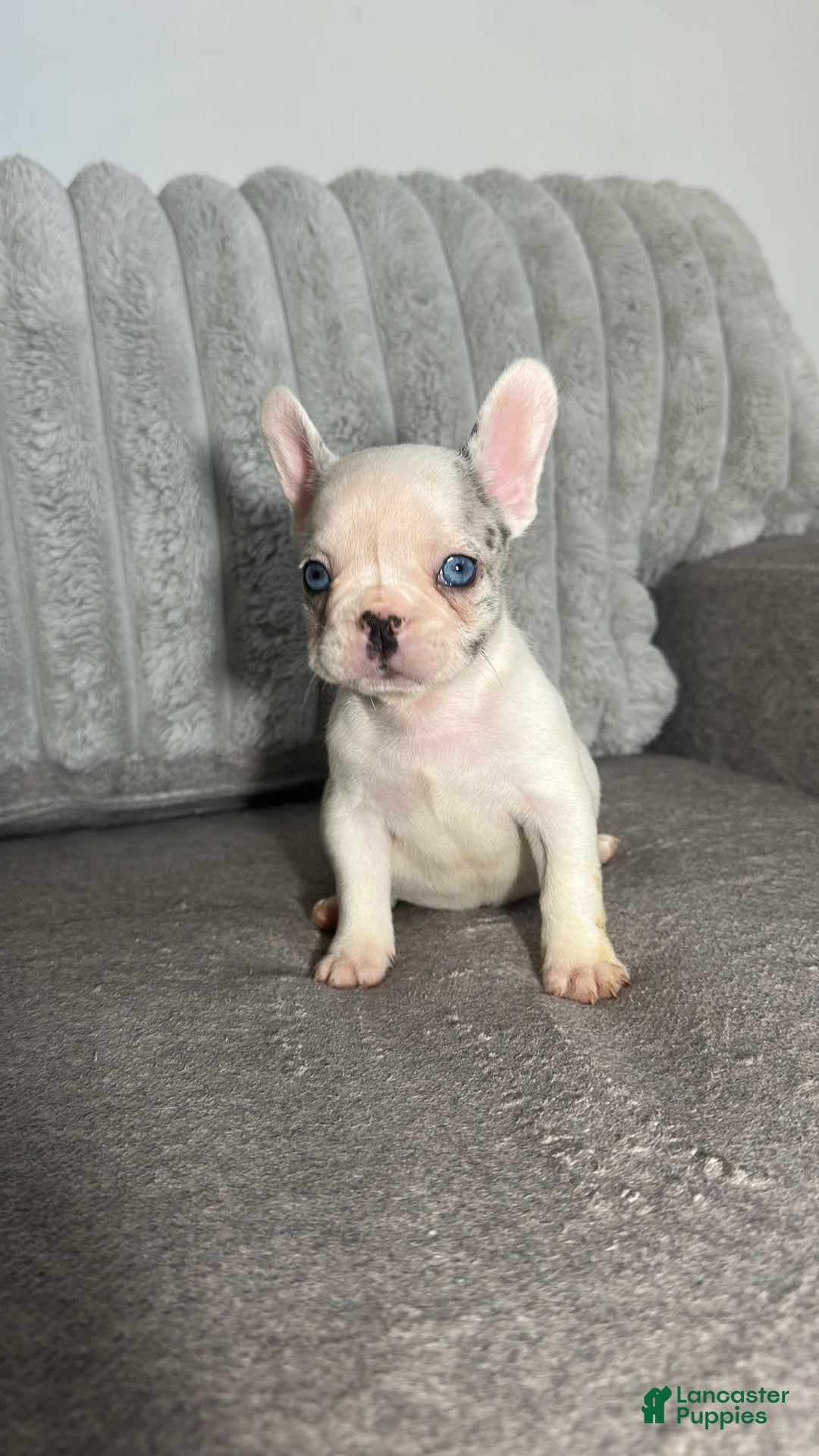 French Bulldog dogs for sale: Barbie - Image 6