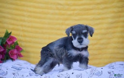 Miniature Schnauzer dogs for sale: Vincent - Image 7