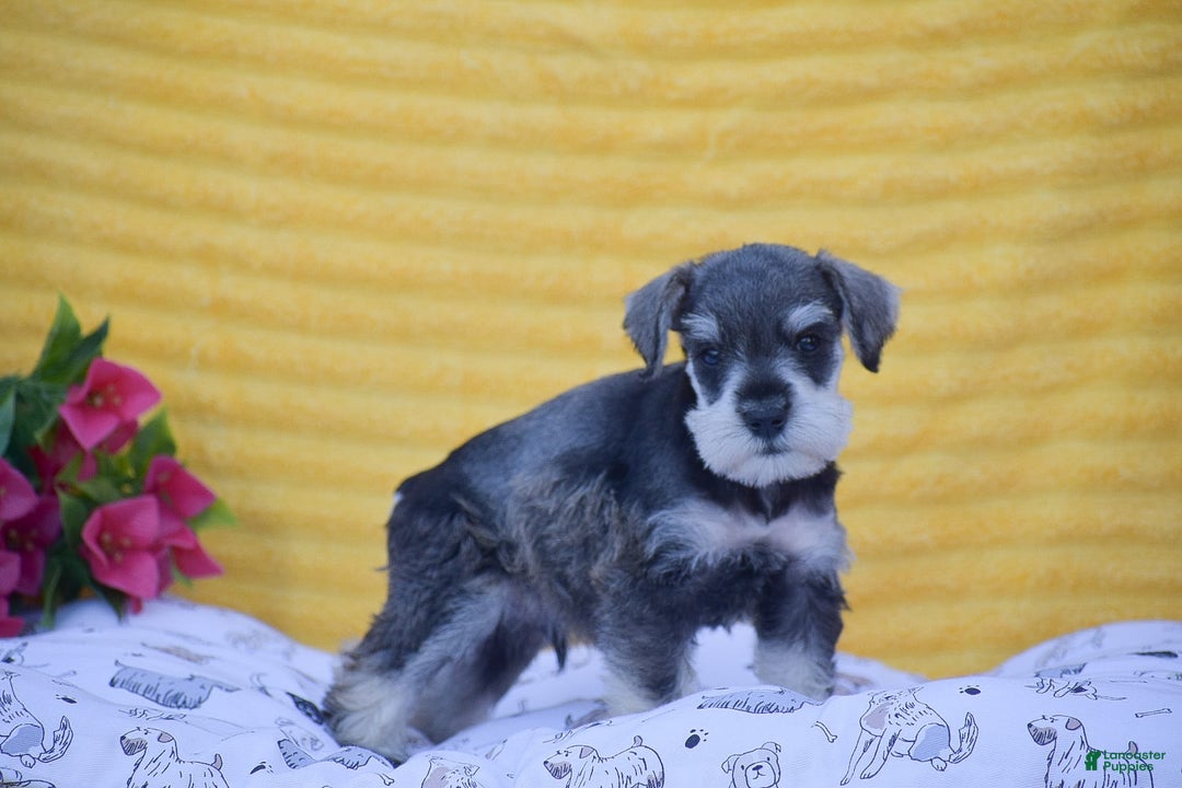Miniature Schnauzer dogs for sale: Vincent - Image 7