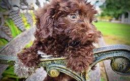 Havapoo dogs for sale: Boomer - Image 3