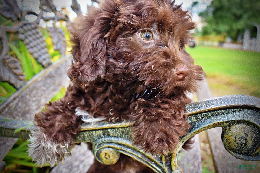 Havapoo dogs for sale: Boomer - Image 3