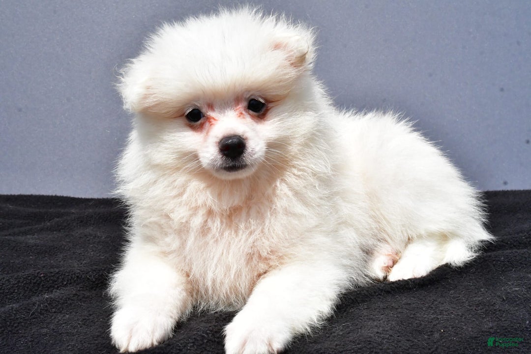 Pomeranian dogs for sale: Issac - Image 7
