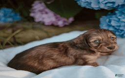 Dachshund dogs for sale: Shaded Cream Male - Image 17
