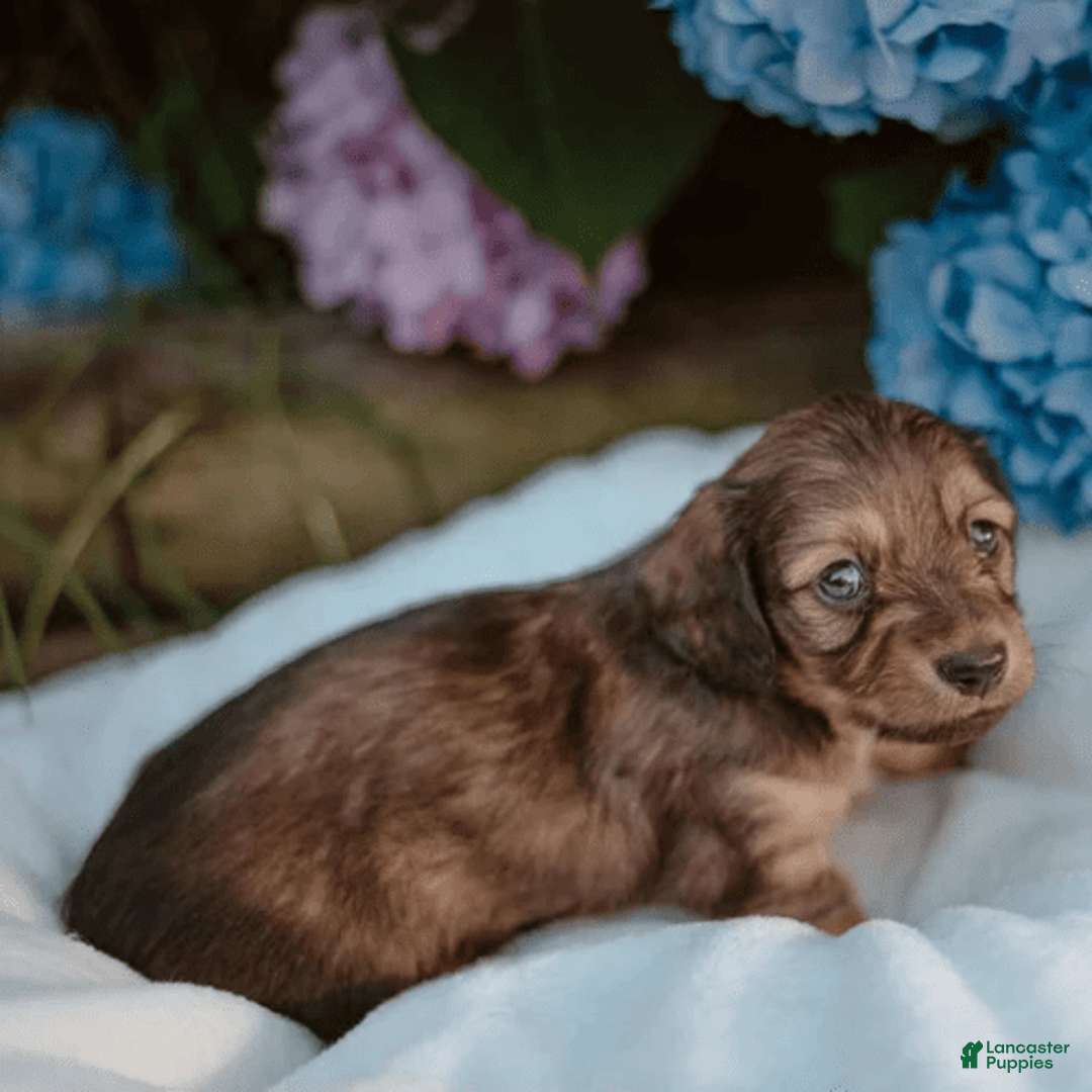 Dachshund dogs for sale: Shaded Cream Male - Image 17