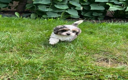 Cavapoo dogs for sale: Daisy - Image 5