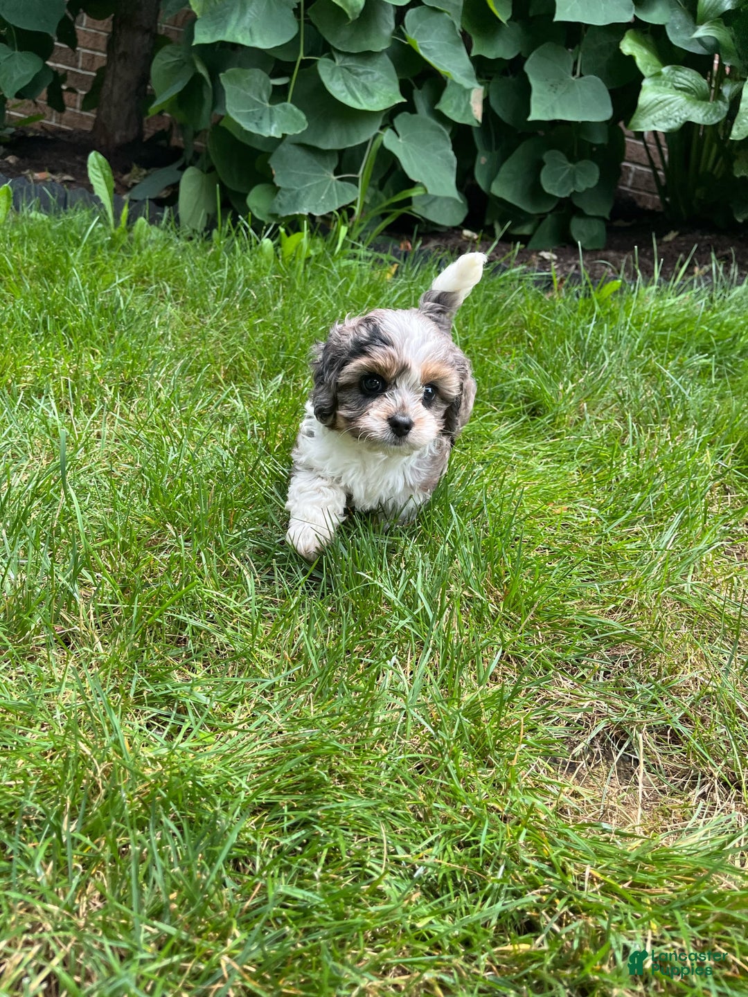 Cavapoo dogs for sale: Daisy - Image 5