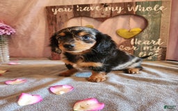 Miniature Dachshund dogs for sale: Hailey - Image 3