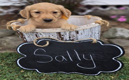 Golden Retriever dogs for sale: Sally - Image 3