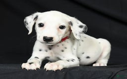 Dalmatian dogs for sale: Frosty - Image 3