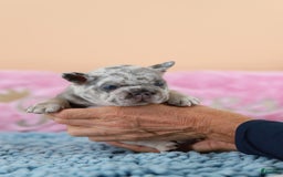 French Bulldog dogs for sale: Davis - Image 5