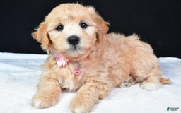 Maltipoo dogs for sale: Beauty - Image 7