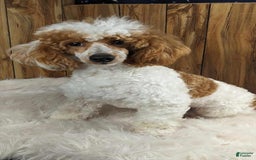 Cavapoo dogs for sale: Cocoa Girl 3 - Image 5