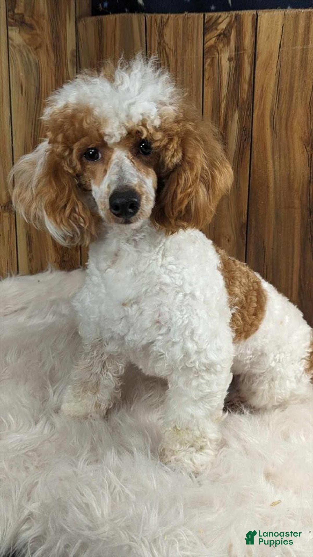 Cavapoo dogs for sale: Cocoa Girl 3 - Image 5
