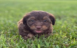Aussiedoodle dogs for sale: Atlas - Image 6