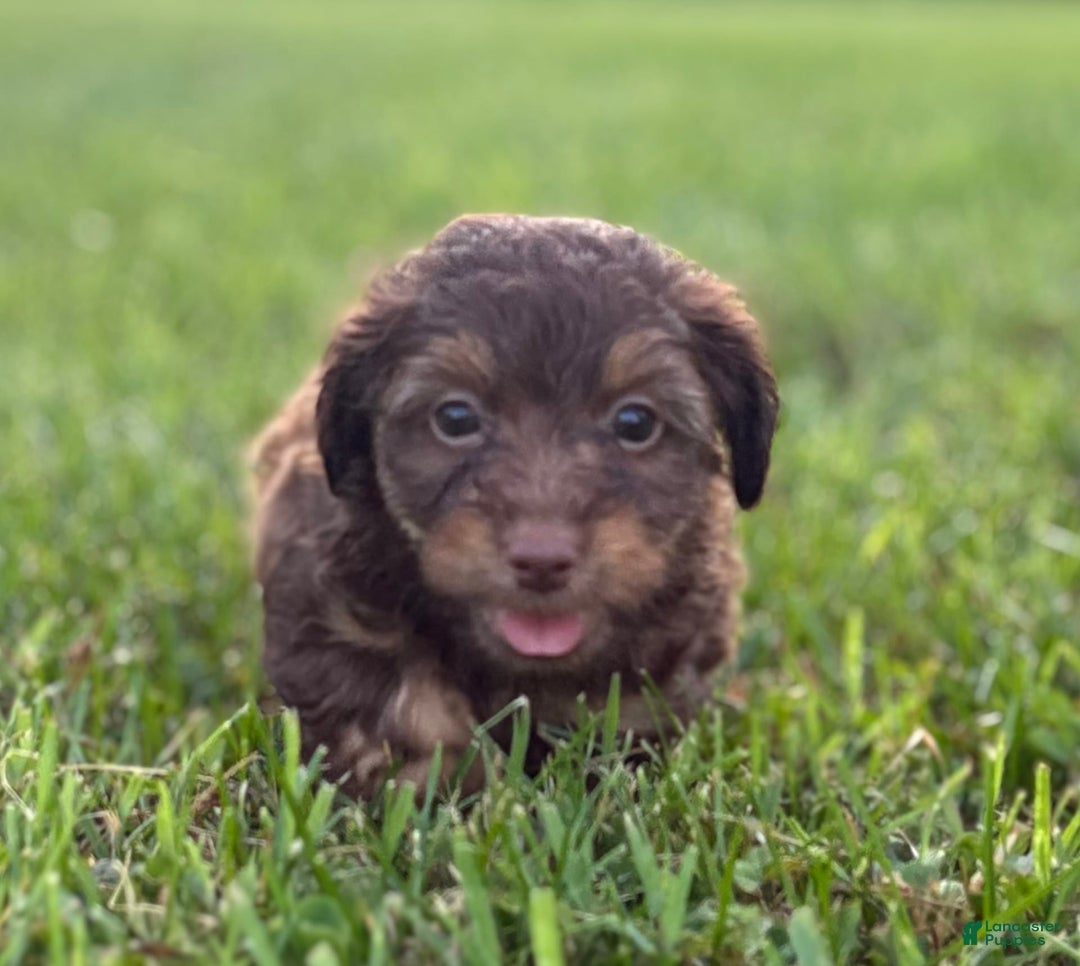 Aussiedoodle dogs for sale: Atlas - Image 6