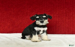 Miniature Schnauzer dogs for sale: Malenna - Image 10