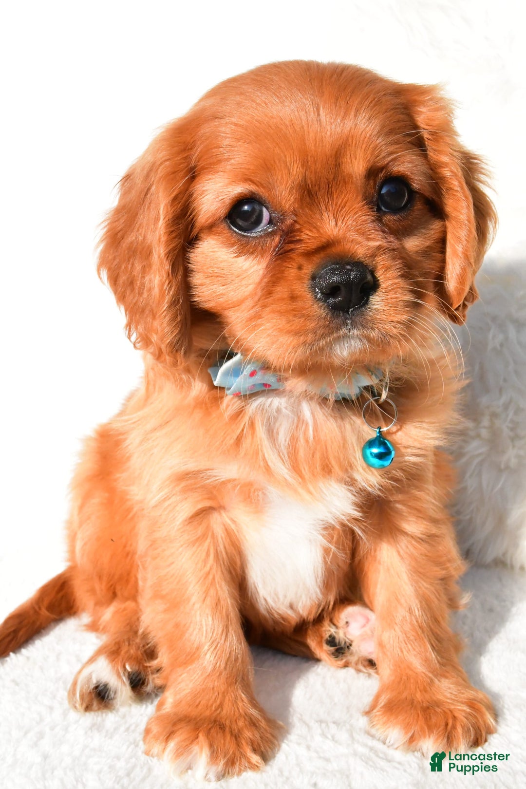 Cavalier King Charles Spaniel dogs for sale: Harrison - Image 5