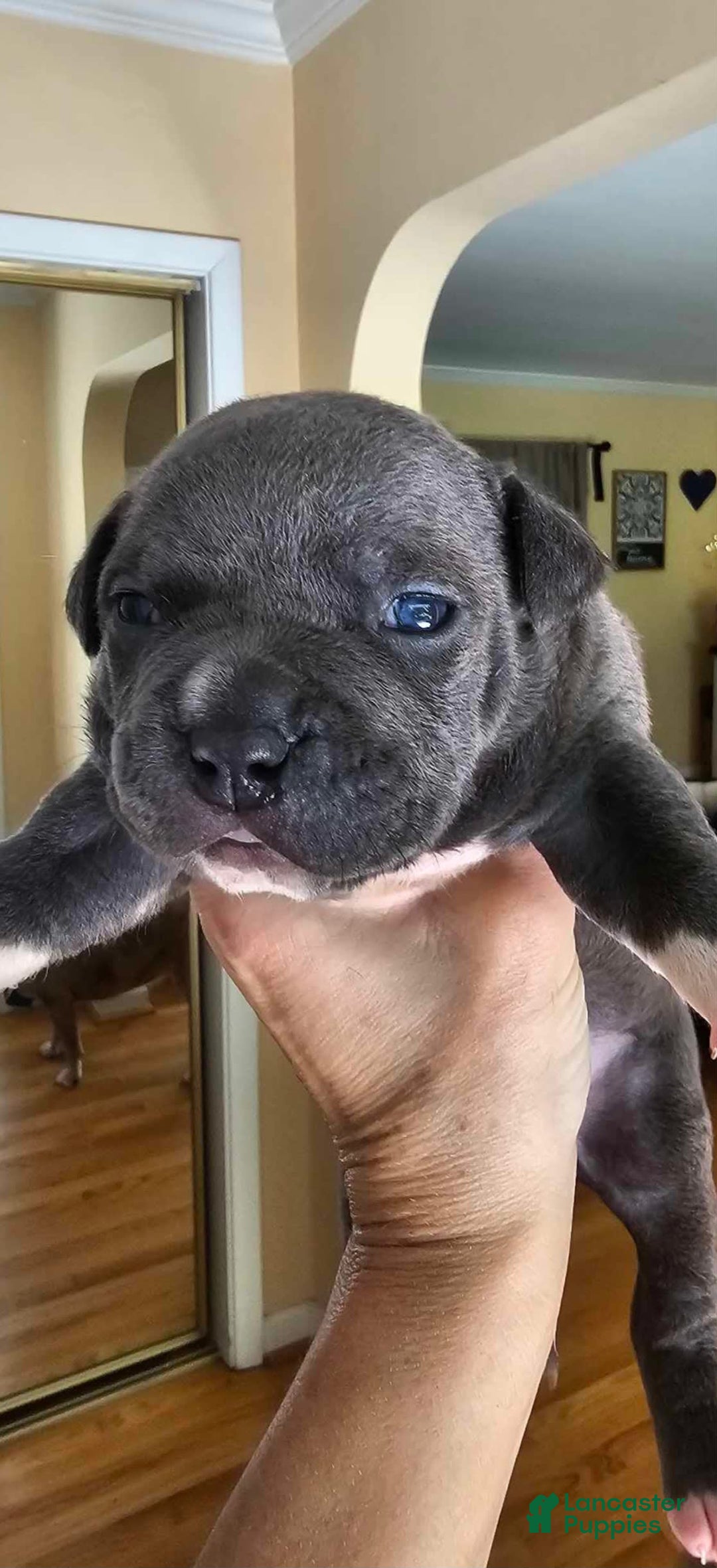 American Bully dogs for sale: Batman - Image 9