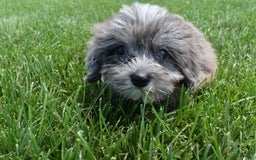 Havapoo dogs for sale: Zorro - Image 13