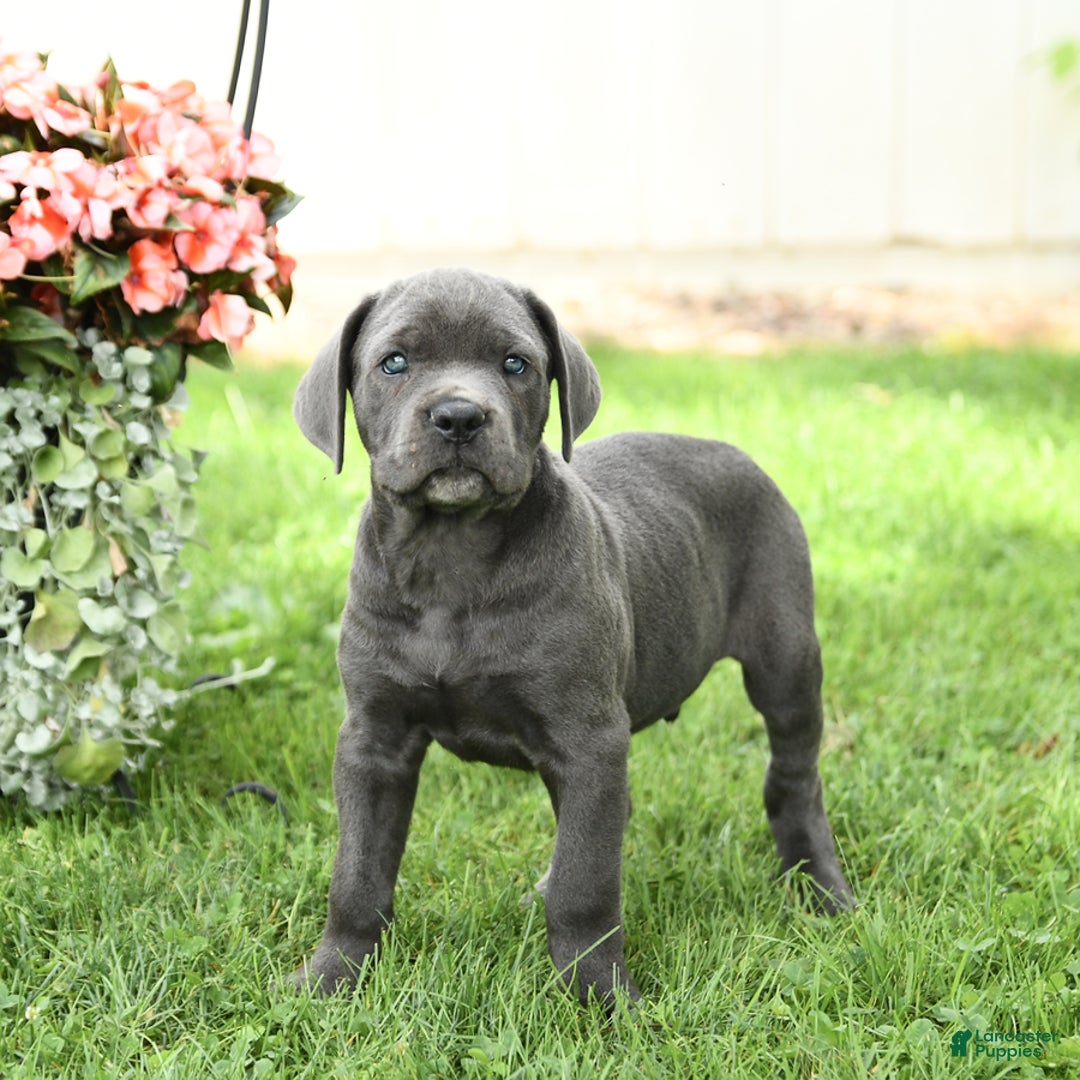 Cane Corso dogs for sale: Bronco - Image 4