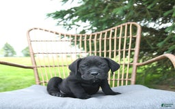 Cane Corso dogs for sale: Cali - Image 6